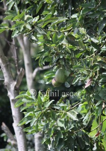 Teduh Piyoh Gayo Aceh