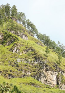 Teduh Piyoh Gayo Aceh