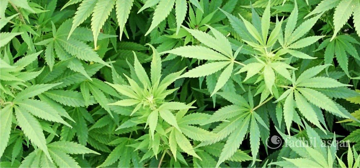 Ganja Aceh